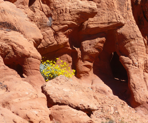 brittlebush in rocks