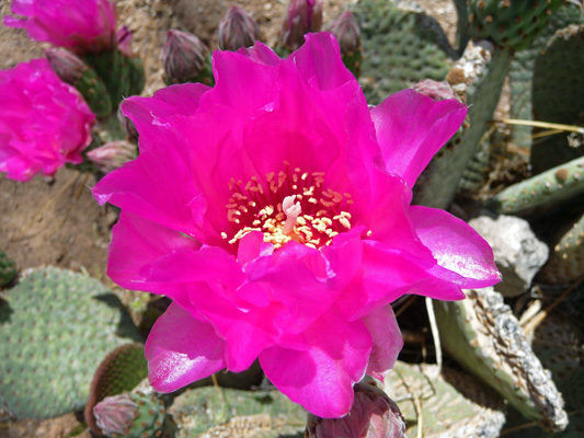 Beaveartail Cactus Lake Mead NRA Visitor Center