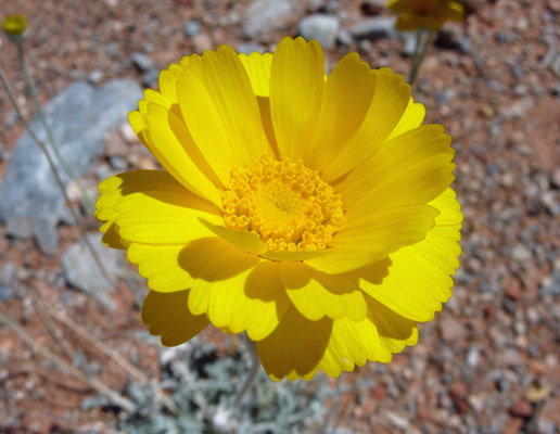 Desert Marigold (Baileya multiradiata)