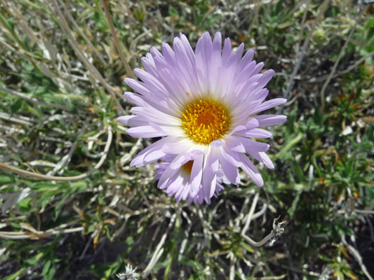 Desert Aster (Xylorhiza tortifolia)