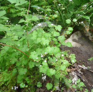 Western Boykinia (Boykinia occidentali)