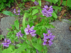 self heal (Prunella vulgaris)  on Bridal Veil Falls trail near Index WA