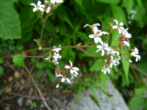 Western Boykinia (Boykinia occidentali)