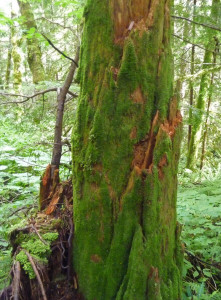 Mossy tree on Lake Serene Trail near Index WA