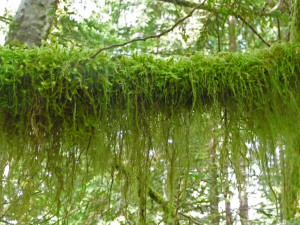 Moss draped limb on Lake Serene Trail near Index WA