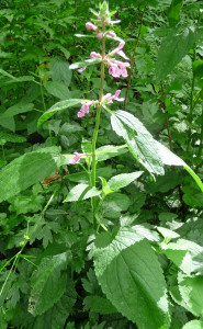 coastal hedgenettle (Stachys chamisonis var cooleyae)