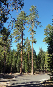 Ponderosa Pines in Manzanita Campgroung Lassen Volcanic National Park