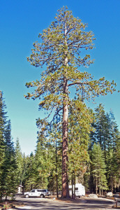 Rosita Casita at Manzanita Lake Campground Lassen Volcanic National Park