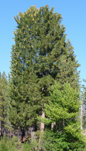 Sugar Pine at Manzanita Lake Lassen Volcanic National Park