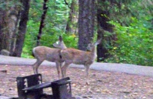 2 fawns at Fowler Campground south of Mt. Shasta CA