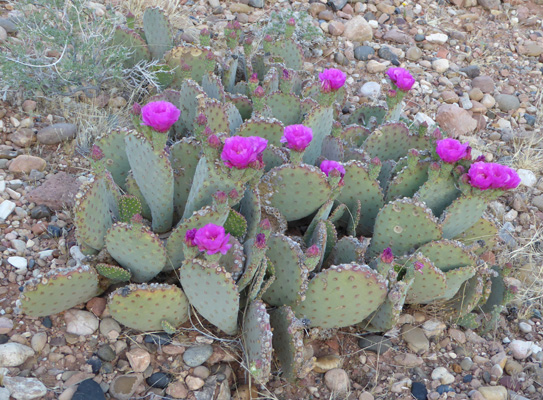 Beavertail cactus Lees Ferry