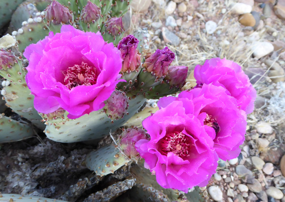 Beavertail cactus Lees Ferry