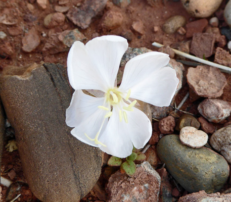 Desert Evening Primrose