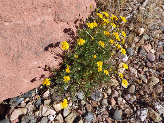 Stemless Hymenoxys (Tetraneuris acaulis)