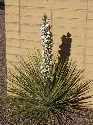 Navajo Yucca (Yucca baileyi)