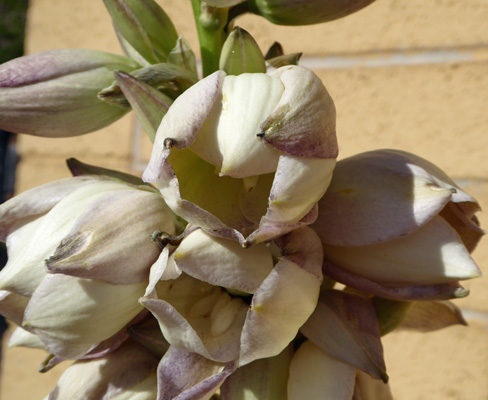 Navajo Yucca (Yucca baileyi)