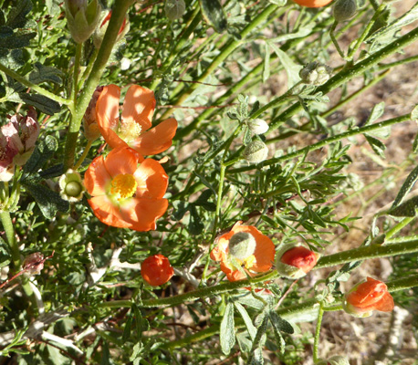 Globemallow