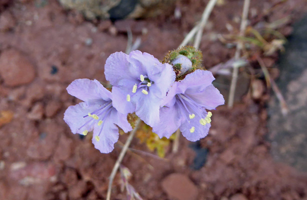 phacelia