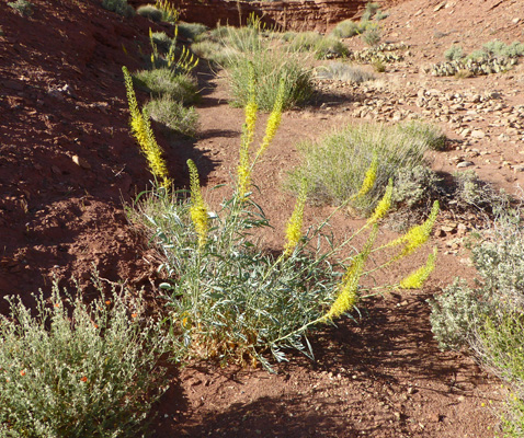 Prince’s Plume (Stanleya pinnata)