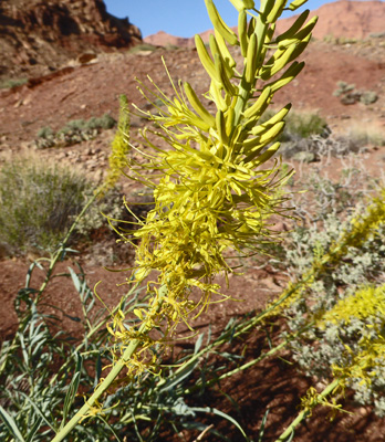 Prince’s Plume (Stanleya pinnata)