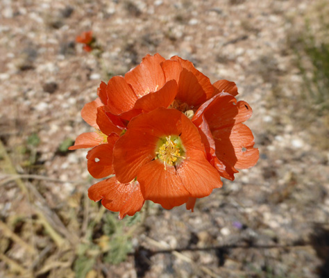 Globemallow (Sphaeralcea ambigua)