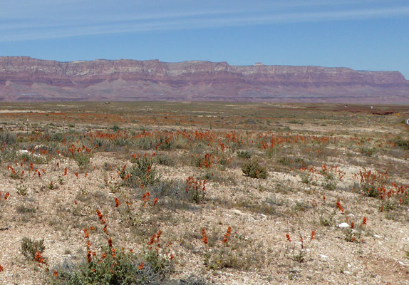 Globemallow along Hwy 89A