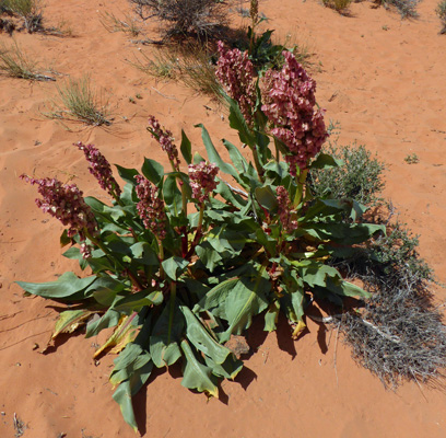 Wild Rhubarb (Rumex hymenosepalus)