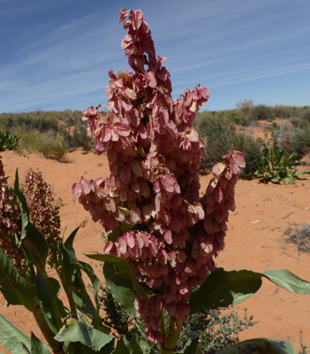 Wild Rhubarb (Rumex hymenosepalus)