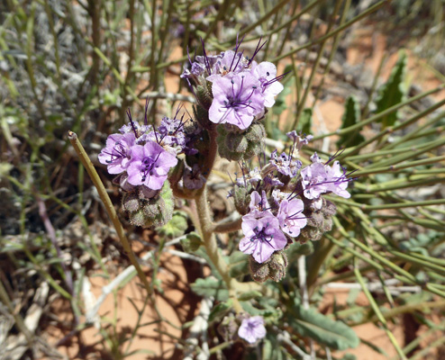 notch-leaved phacelia (Phacelia crenulata)