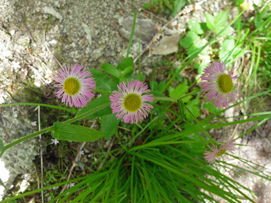 Three-nerved daisies (Eigeron subtrinervis)