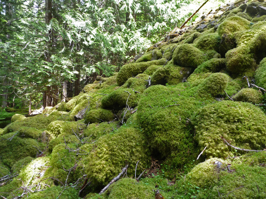 Mossy boulders at forest's edge