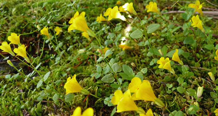 yellow monkeyflowers (Mimulus guttatus)