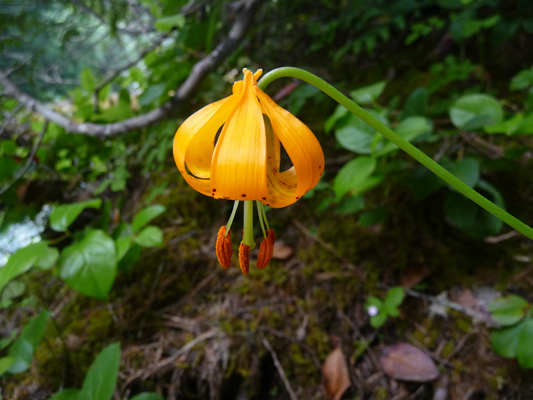  Columbia Lily (Lilium columbianum)