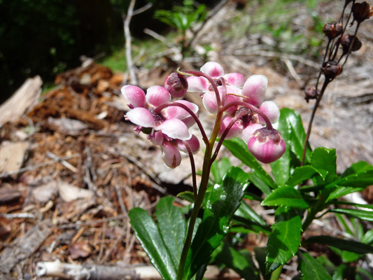 Pipsissewa (Chimaphila umbellata)