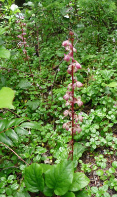 Bog Wintergreen (Pyrola asarifolia)