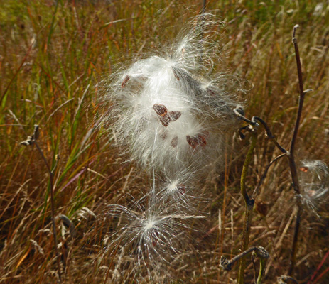 Milkweed pod opening