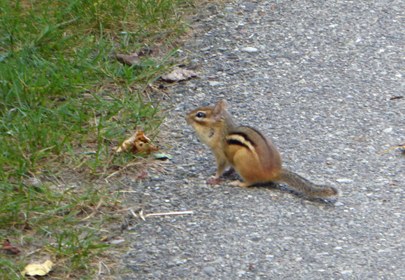 Ground squirrel