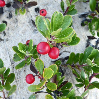 Kinnikinnick (Arctostaphylos uva-ursi)