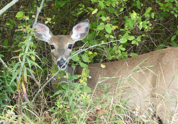 Deer Tawas Pt SP