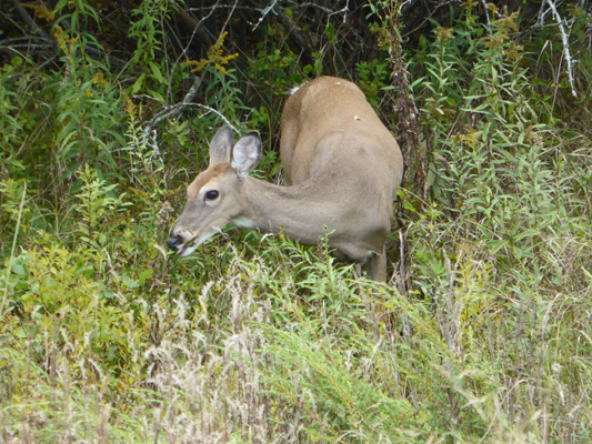 Deer Tawas Pt SP