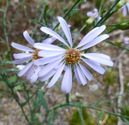 New York Asters (Symphyotrichum novi-belgii)