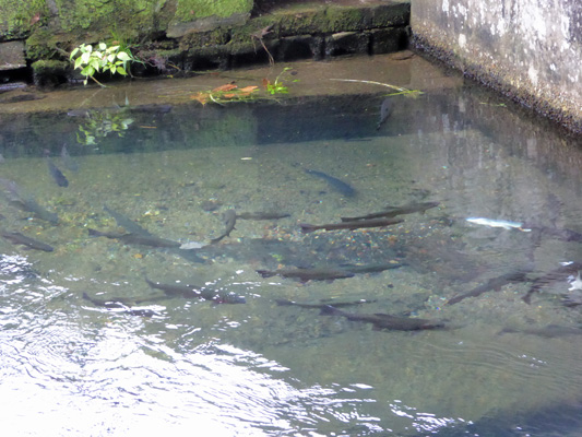 Trout fish hatchery Bennett Spring SP