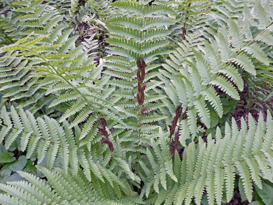 Fern with brown reproductive structures