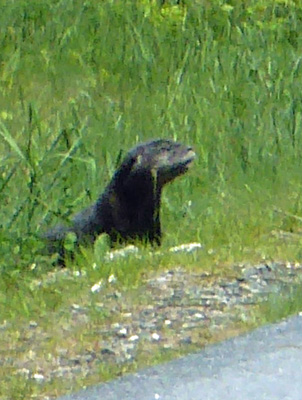 River otter pup