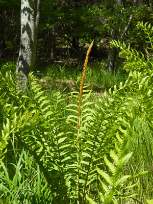 Cinnamon fern