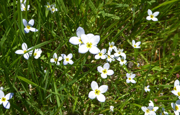 Bluets (Houstonia caerulea)