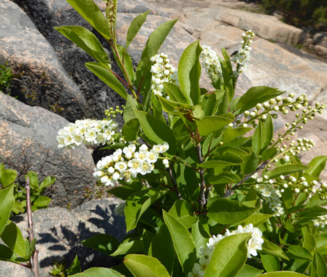 Chokecherries (Prunus virginiana)