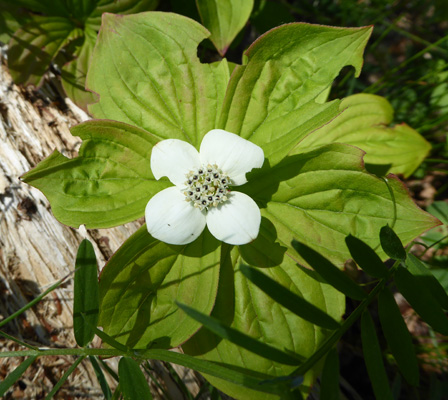 (Cornus canadesis)