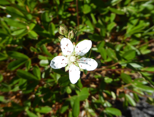 Three-toothed Cinquefoil (Sibbaldiopsis tridentata)