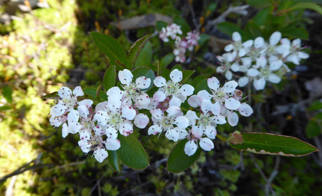 Sand cherry (Prunus pumila)